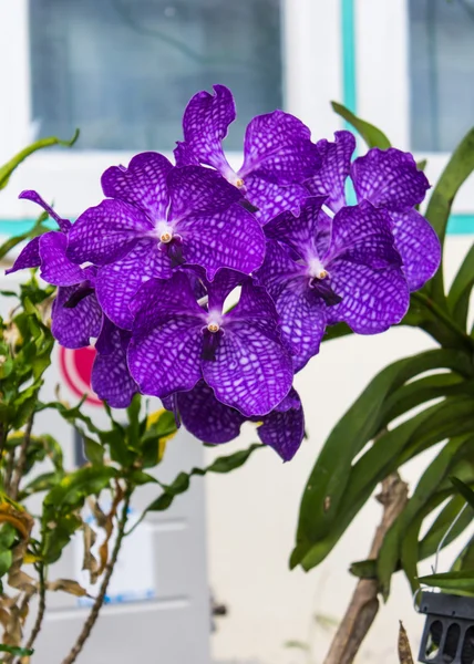 Orquídea vanda roxa, flor — Fotografia de Stock