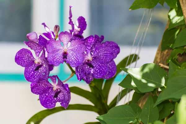 Fialová vanda orchidej, květina — Stock fotografie