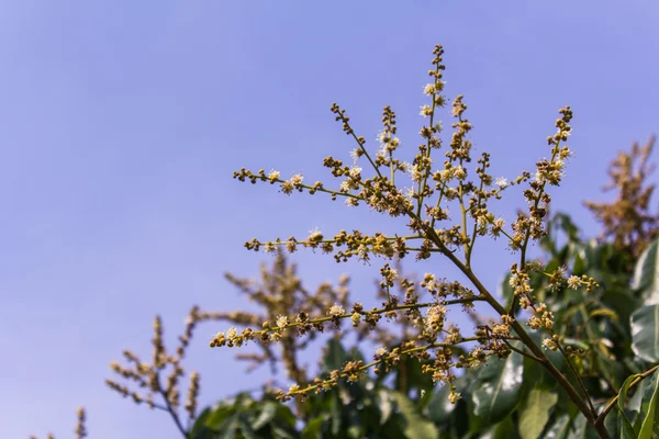 Квітка Лонган з небом — стокове фото