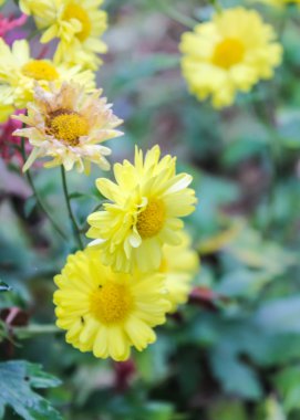 sarı kasımpatı çiçeği