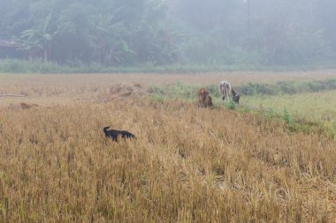 inek alanında, Tayland Asya ile köpek