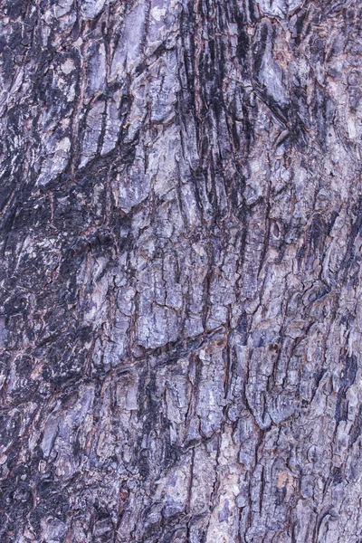 Bark texture and background — Stock Photo, Image