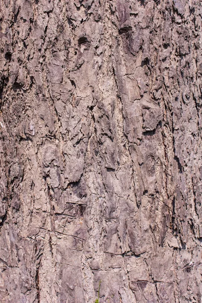 Bark textuur en achtergrond — Stockfoto