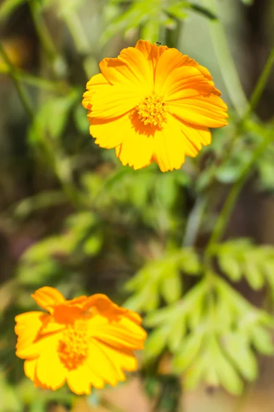 Yellow Cosmos flowers — Stock Photo, Image