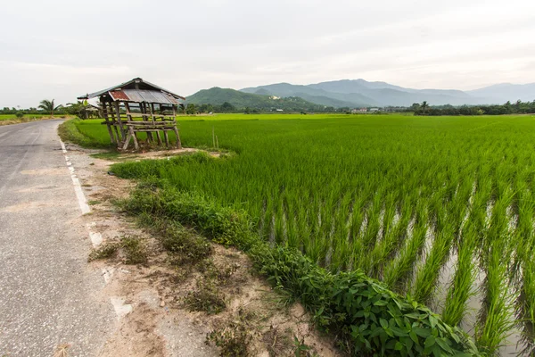 Gammal stuga i risfälten med thailändska tempel på berget Stockfoto