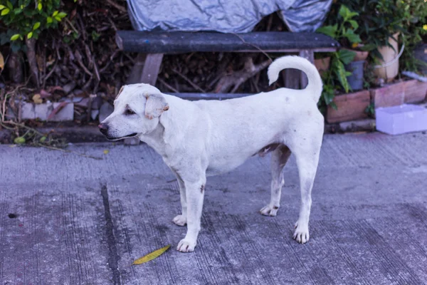 Tailandês cão vadio branco — Fotografia de Stock