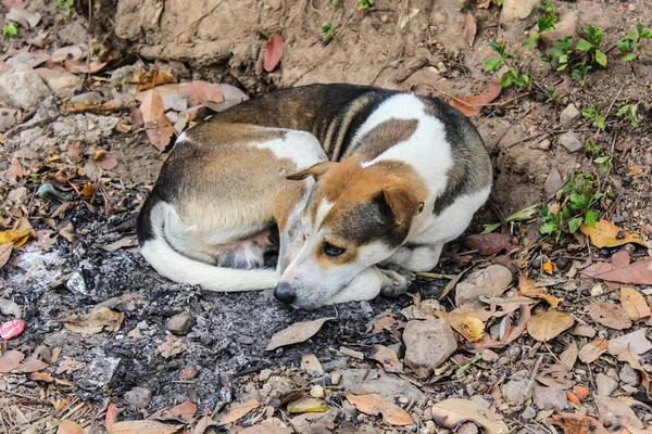 Tailandés perro callejero dormir — Foto de Stock
