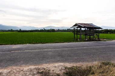 eski yazlık dağ ile pirinç tarlaları