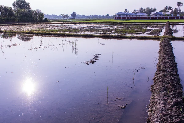 Arquitetura agricultura na Ásia campo de arroz — Fotografia de Stock