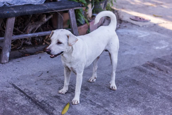 Tailandés blanco perro callejero — Foto de Stock