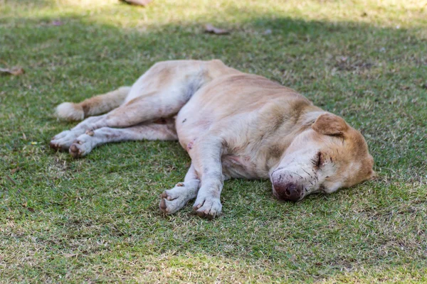 thai stray dog in lawn