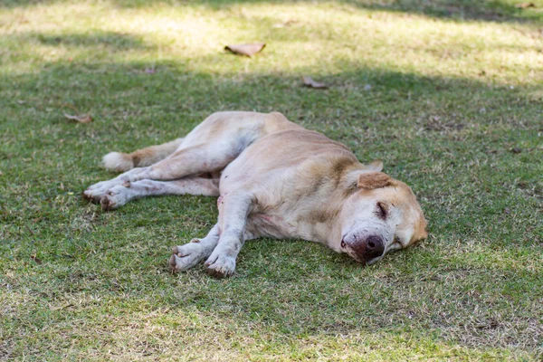 芝生にタイの野良犬 — ストック写真
