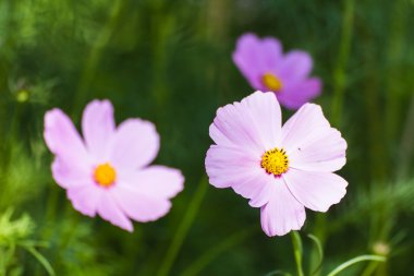 pembe cosmos çiçek
