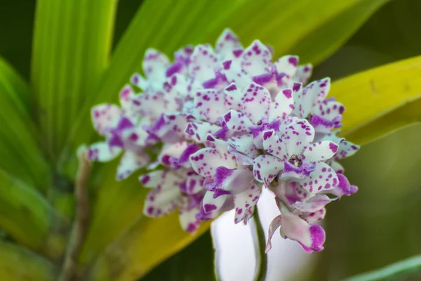 Velký svazek bílých fialový květ orchideje — Stock fotografie