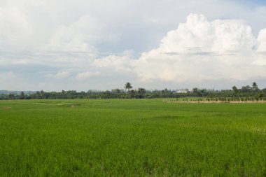 Tayland 'da yeşil pirinç tarlası