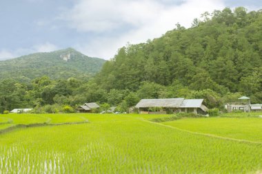 güzel yeşil pirinç terasları doi Inthanon, maeglangluang içinde