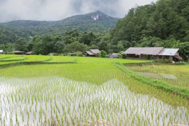 Doi inthanon 'daki pirinç tarlaları, Ban Mae Klang Luang Chiangmai