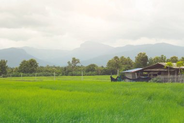 Yeşil pirinç tarlasında doi hua sie, chomthong Chiangmai