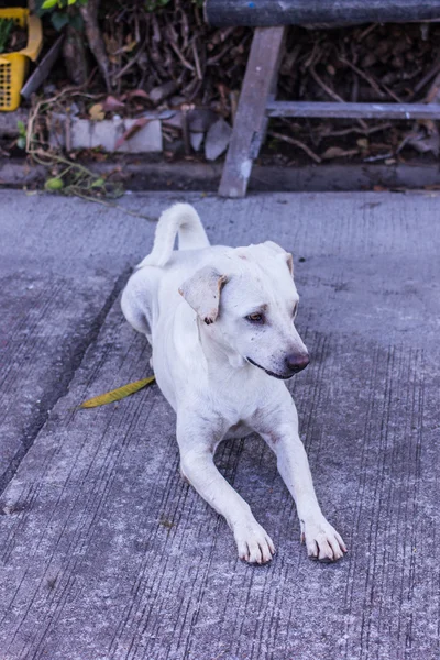 Tailandés blanco perro callejero — Foto de Stock