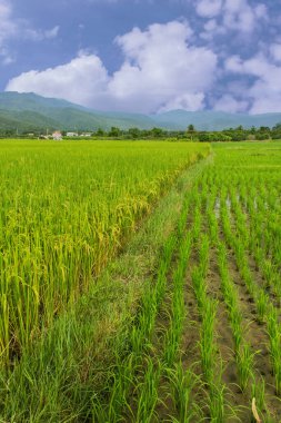 Tayland 'da yeşil pirinç tarlası