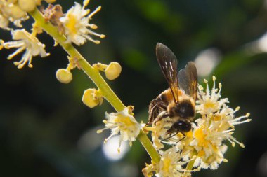 makro çalışan arı nektar toplar Longan çiçeği