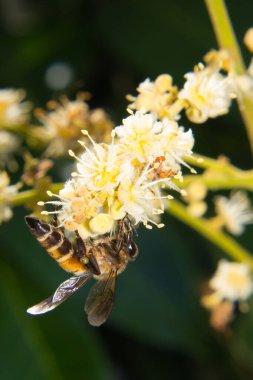 makro çalışan arı nektar toplar Longan çiçeği