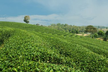 yeşil çay alan, Tayland chiangrai
