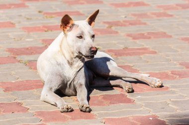 Tay köpek yere sokak