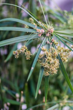 papirüs, bitki kapatın