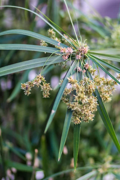 papirüs, bitki kapatın