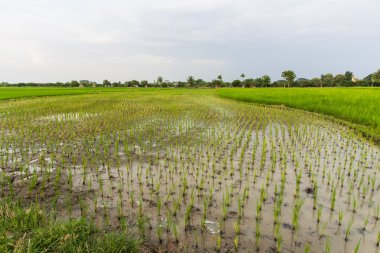 Tay dili alanında pirinç