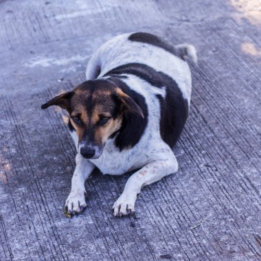 Taylandlı sokak köpeği