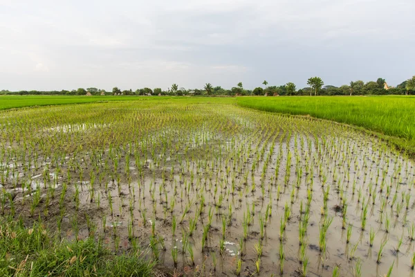 Campo de arroz en tailandés — Foto de Stock