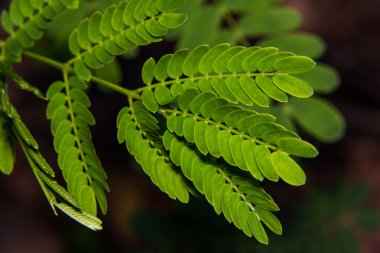 Leucaena leucocephala makro