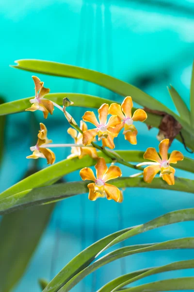 Gelbe Orchideenblüte — Stockfoto