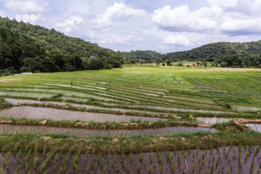 Yeşil teraslı Mae Klang Luang, chiangmai Tayland pirinç alanında