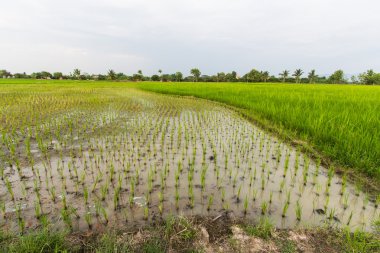 Tay dili alanında pirinç