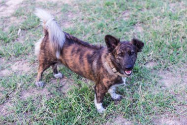 Tay sokak köpeği çim