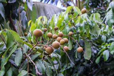 Longan ağaç üzerinde