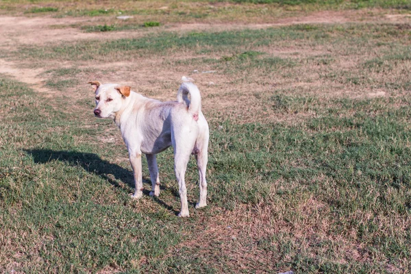 Thai white stray dog in lawn — Stock Photo, Image