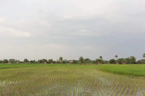 Campo de arroz en tailandés —  Fotos de Stock