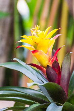 sarı Bromeliad çiçek