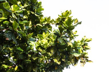 Terminalia catappa ağacının göl kenarında