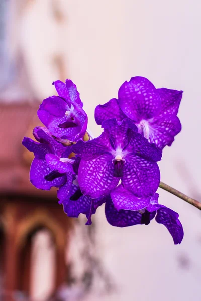 Paarse vanda orchid — Stockfoto