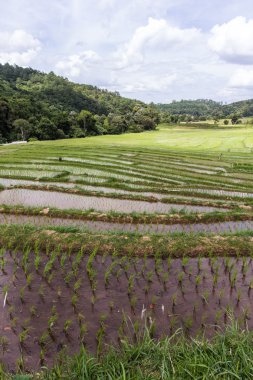 Yeşil teraslı Mae Klang Luang, chiangmai Tayland pirinç alanında