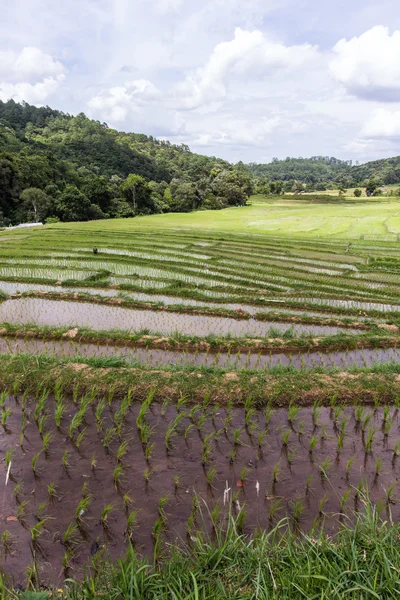 Green terrasvormige Rice Field in Mae Klang Luang, chiangmai, Thailand — Stockfoto