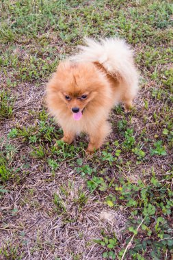 Pomeranian çim