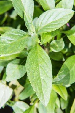 taze fesleğen, kekik makro