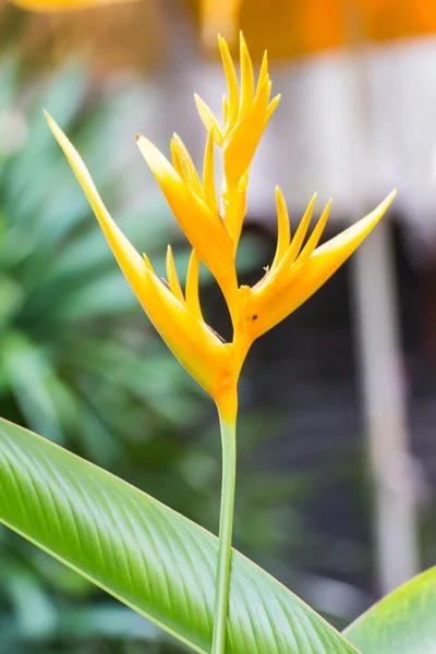 Oiseau jaune du Paradis Fleur — Photo