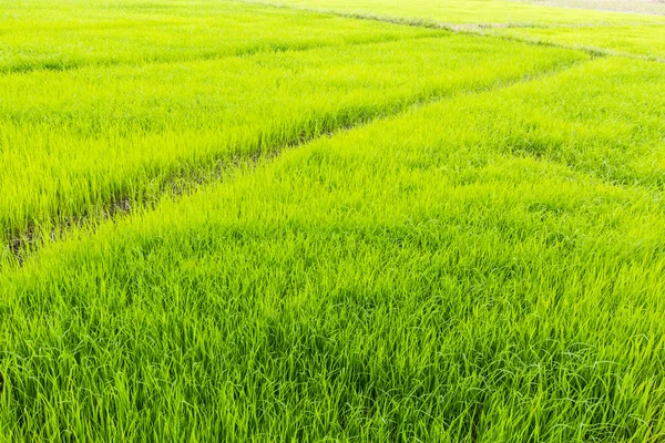 Rice field background and texture — Stock Photo, Image